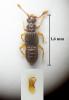 Euplectus kirbii kirbii